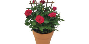 Mini Rose 6 Inch Clay Pot with Trellis