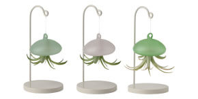 Aurelia Jelly Fish Air Plant