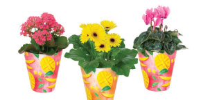 blooming plants in mango tango container