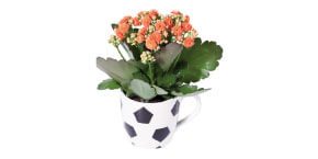 Double Bloom kalanchoe