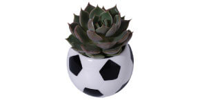 Soccer Ball Kalanchoe