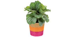 Calathea
