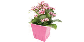 Kalanchoe