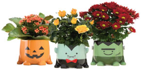 boo crew assorted blooming plants